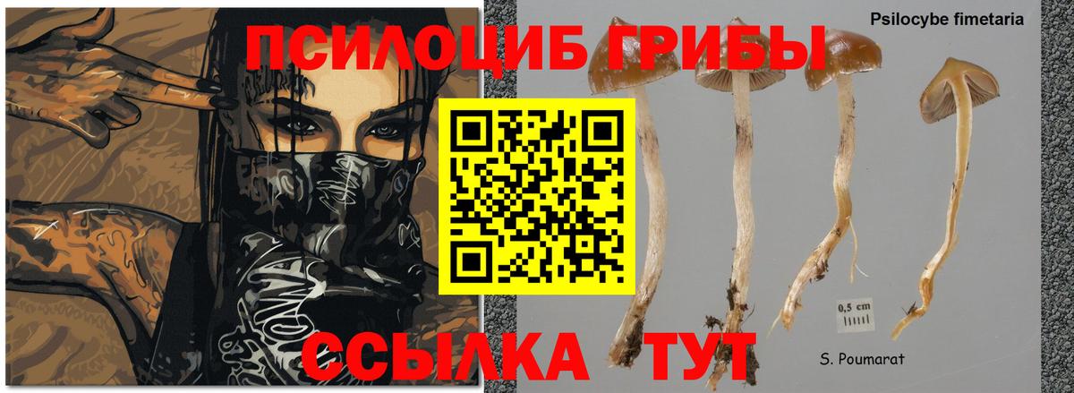 Галлюциногенные грибы мицелий  Псилоцибиновые грибы ЛСД  цены наркотик  Сибай  Вход с VPN 